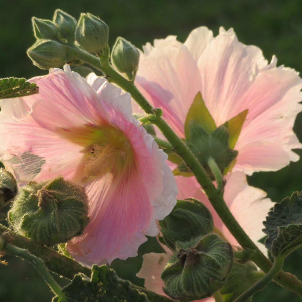 Розовые цветы мальва крупным планом
