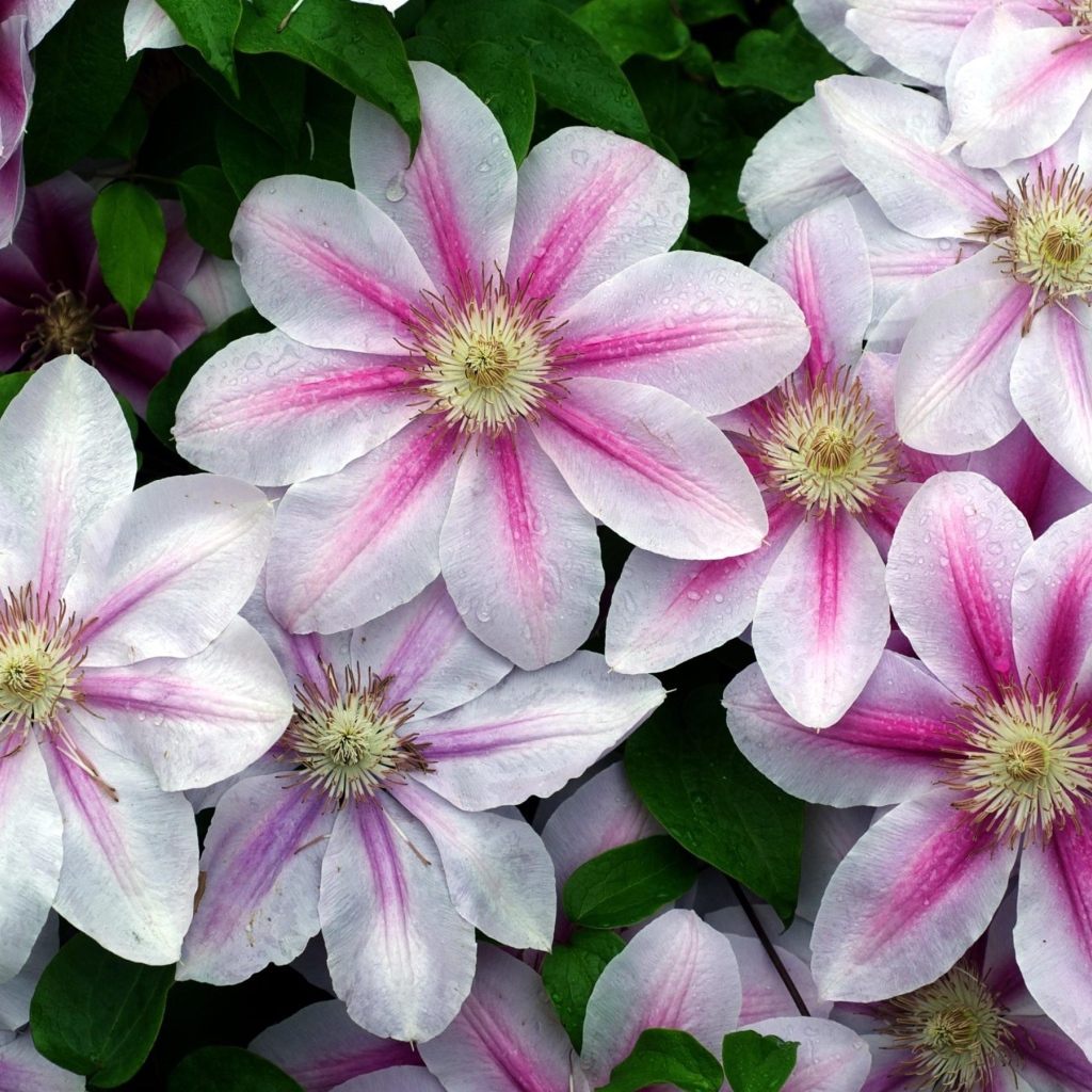 Розовые с белым цветы клематиса