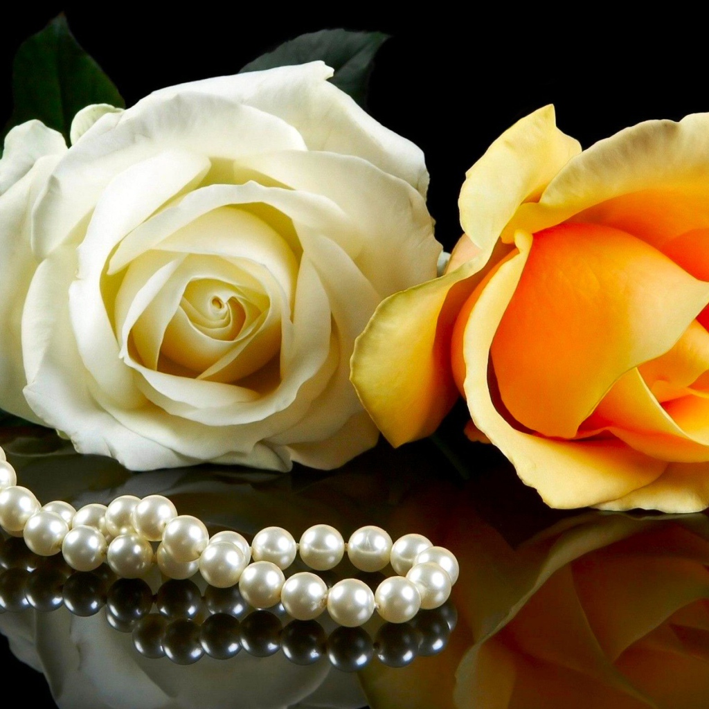Розовая и желтая роза на черном фоне с бусами из жемчуга 