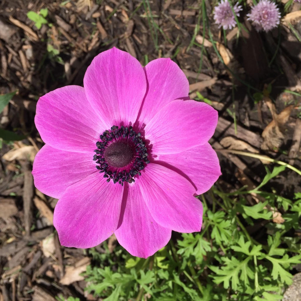 Розовых цветок анемоны на клумбе 