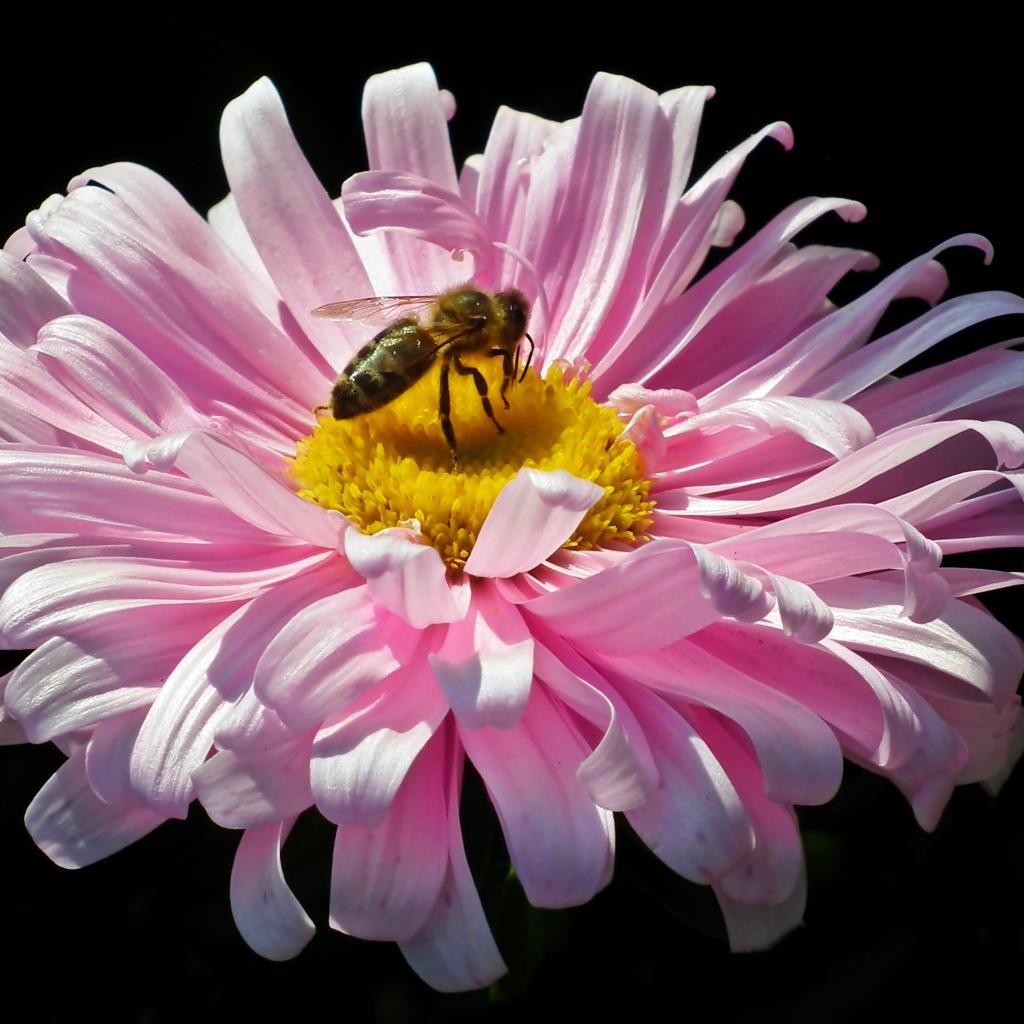 Розовая астра с пчелой на черном фоне