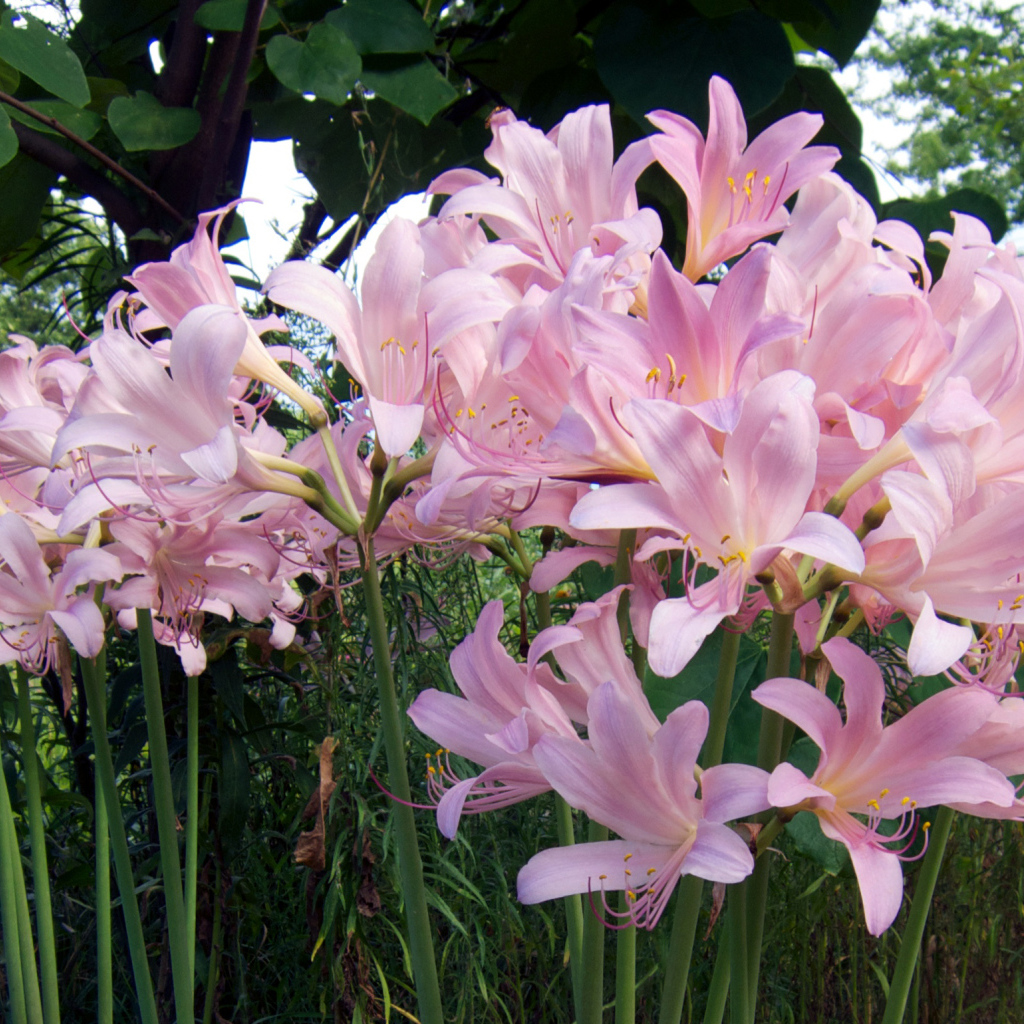 Розовые красивые лилии на клумбе