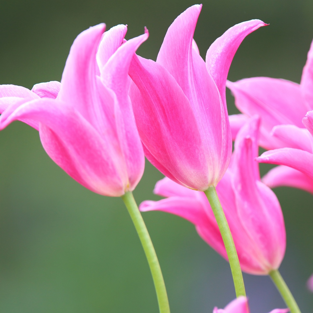 Розовые красивые весенние тюльпаны 