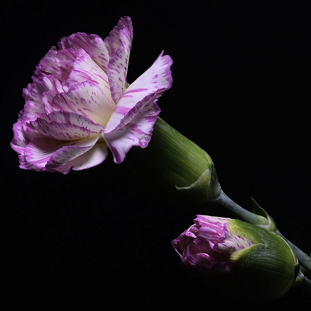 Розовая гвоздика с бутоном на черном фоне