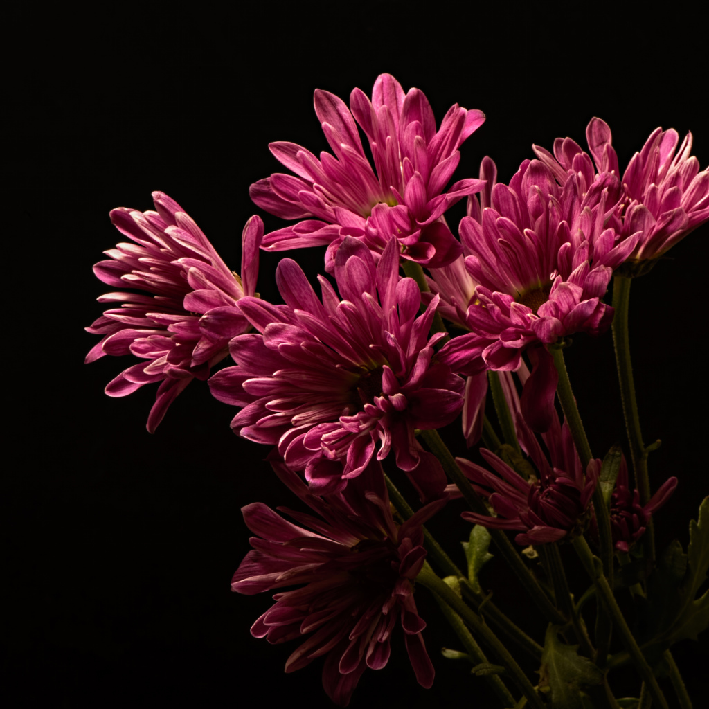 Розовые хризантемы на черном фоне
