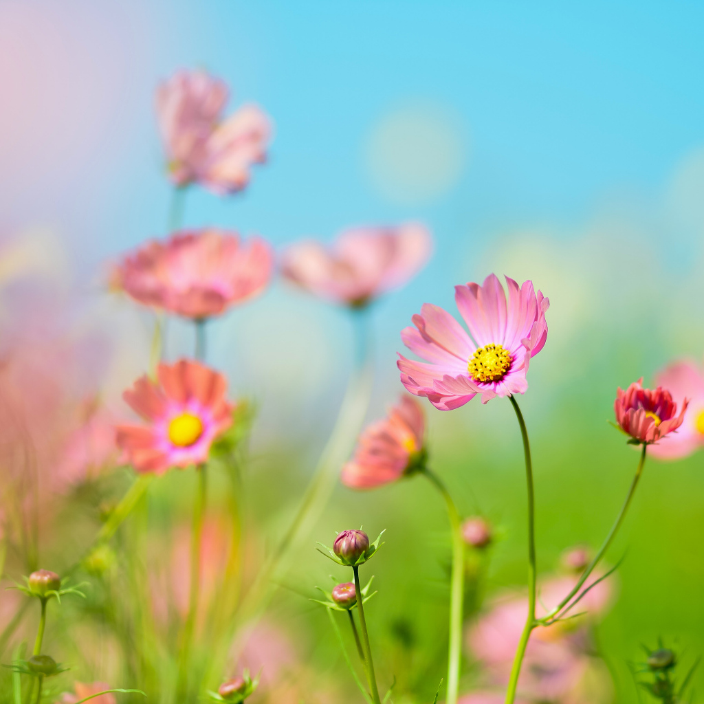 Розовые цветы космея под голубым небом летом