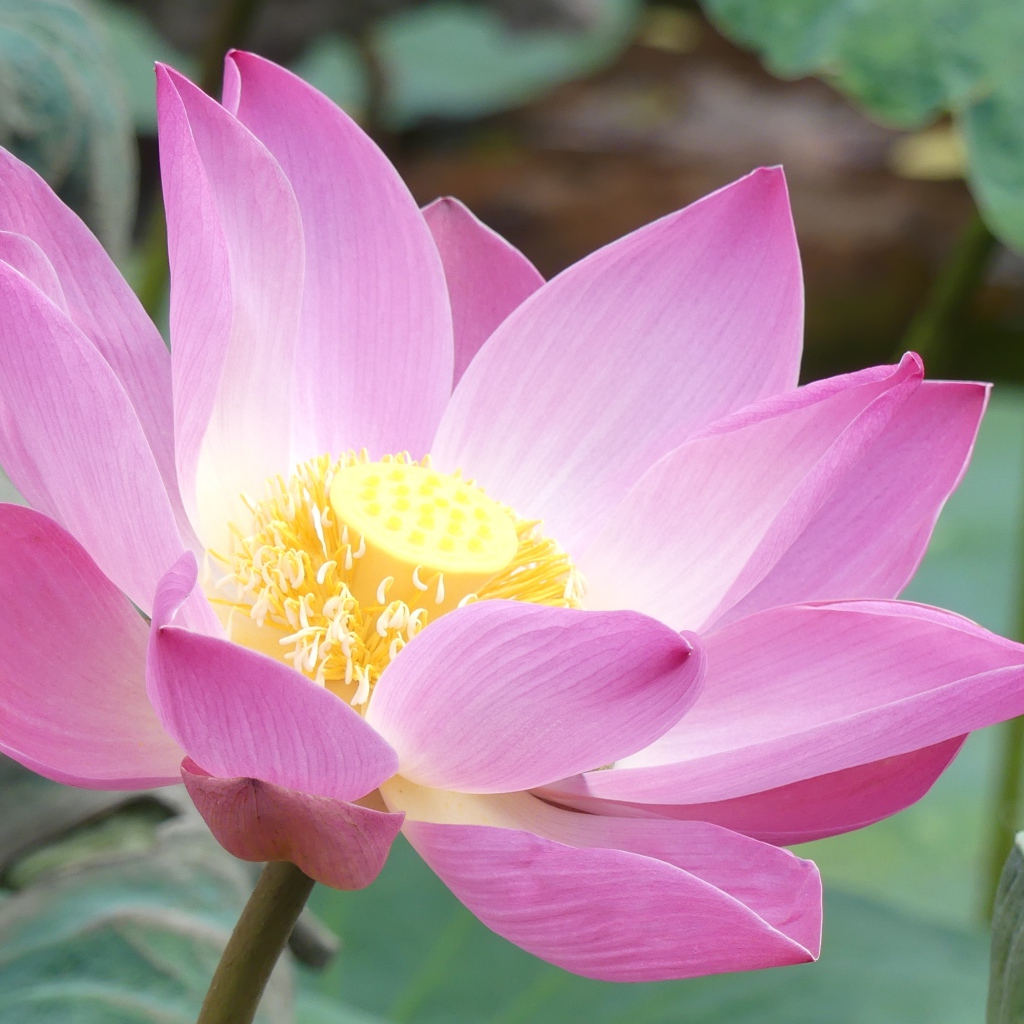 Розовый нежный редкий цветок лотоса в воде