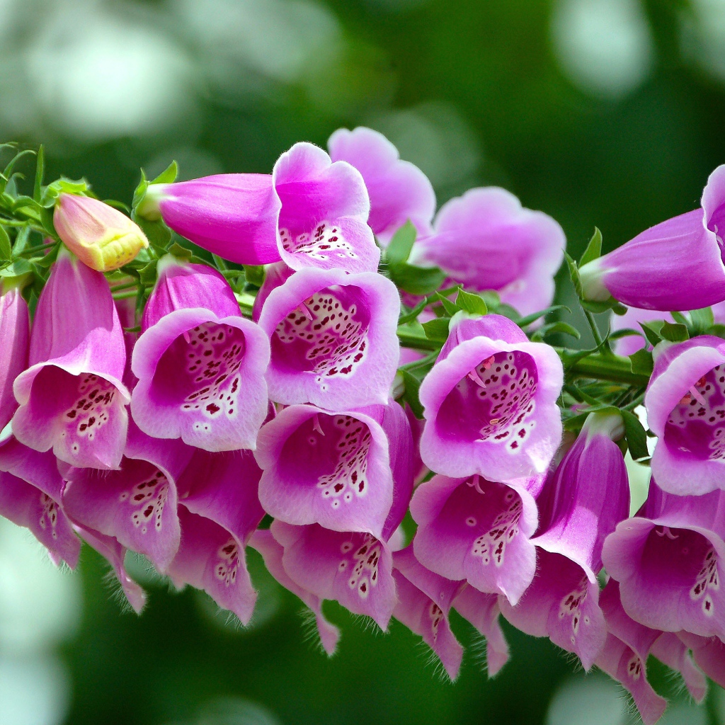 Розовые цветы наперстянка крупным планом