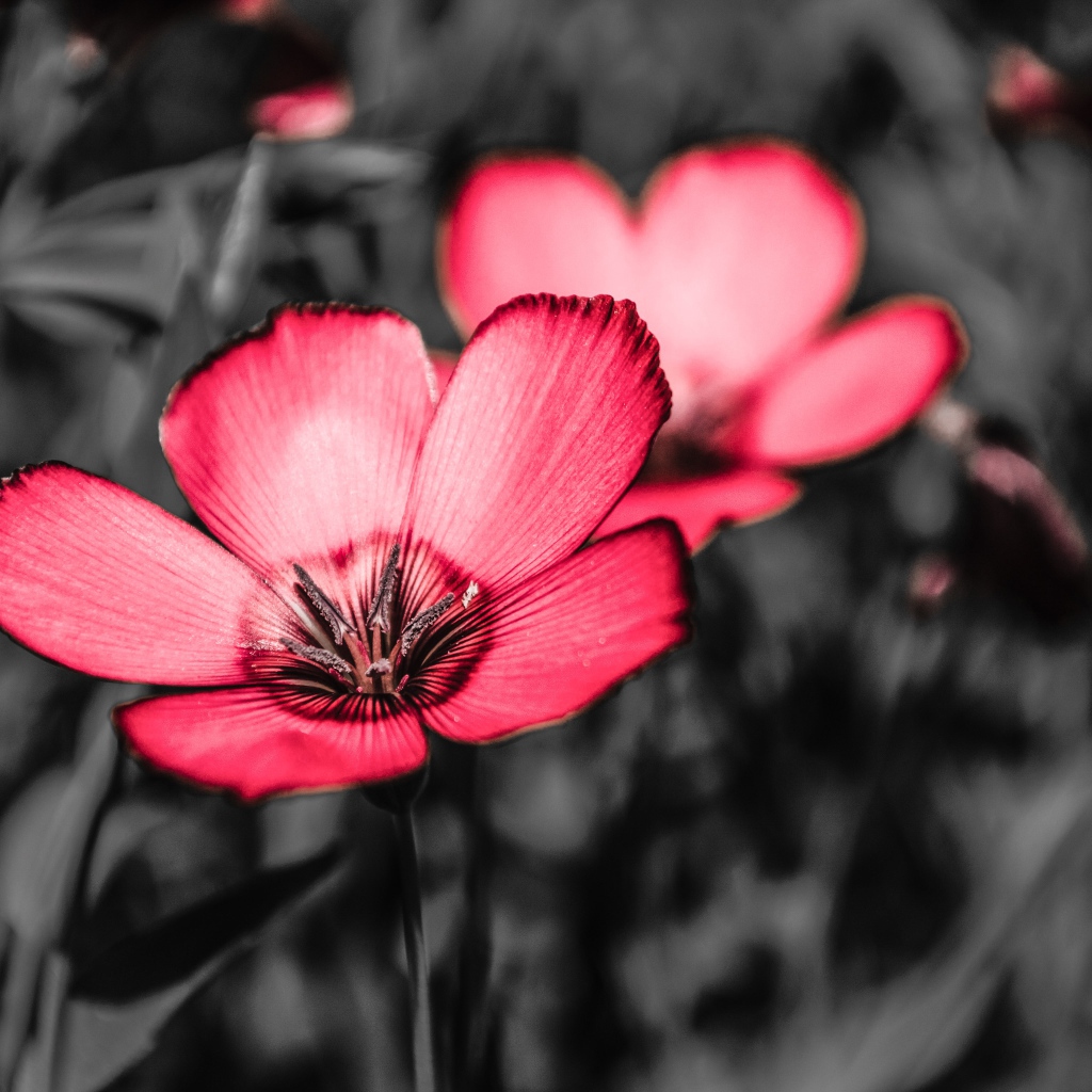 Розовые цветы на черном фоне крупным планом