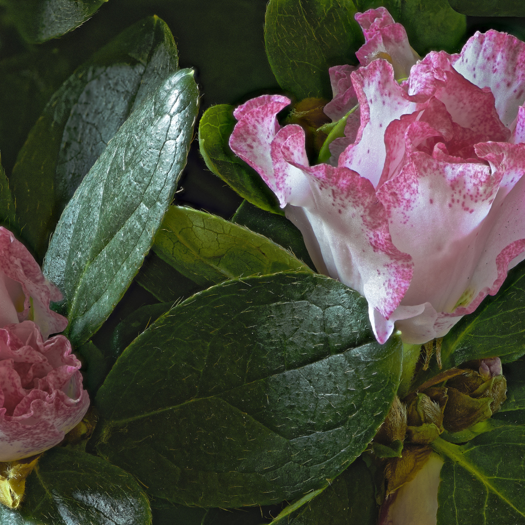 Розовые цветы рододендрон в зеленых листьях 