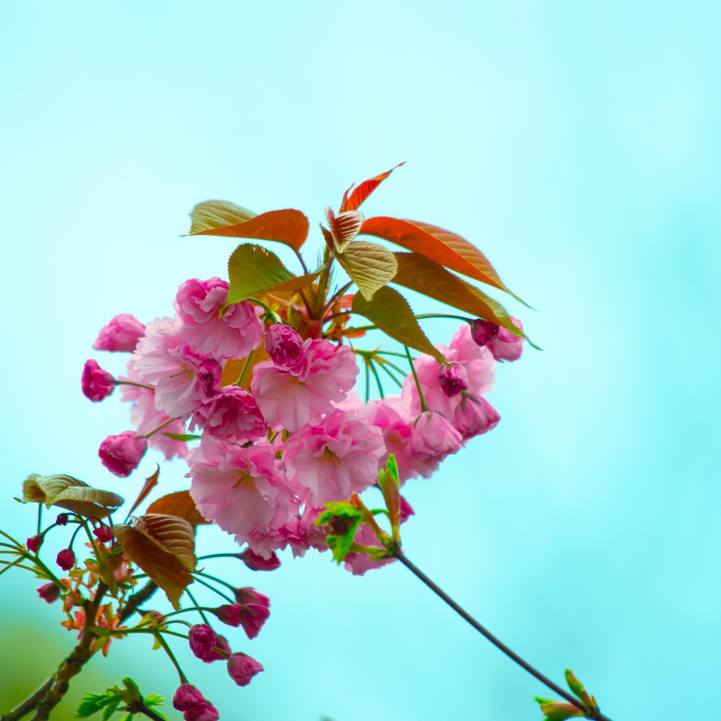 Розовые цветы с зелеными листьями на ветке на голубом фоне