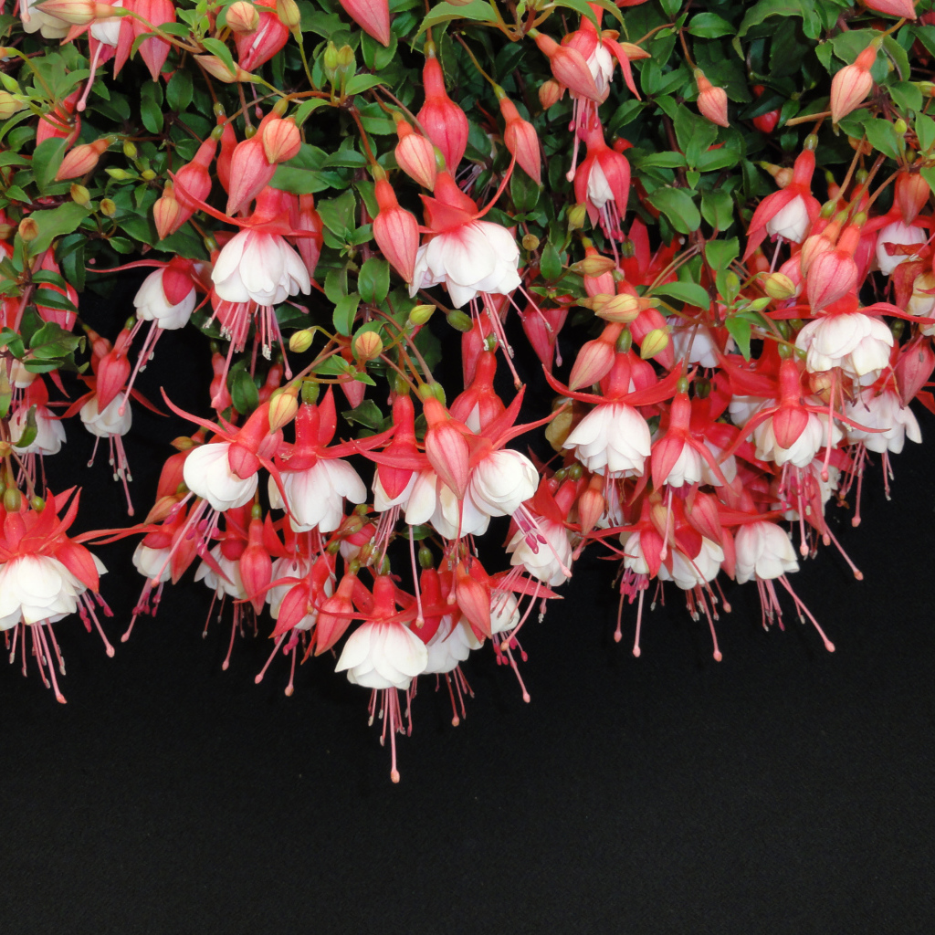 Розовые цветы фуксия на черном фоне