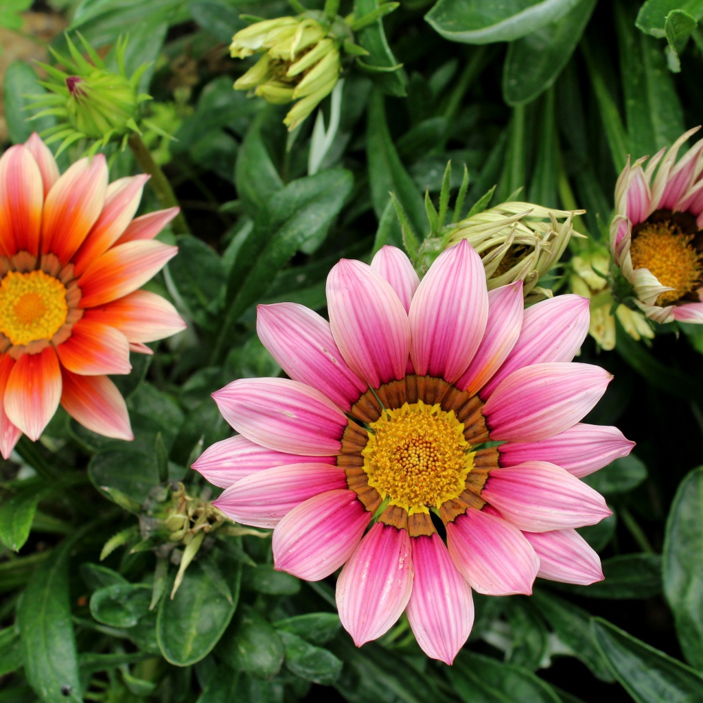 Розовые цветы газания с бутонами на клумбе