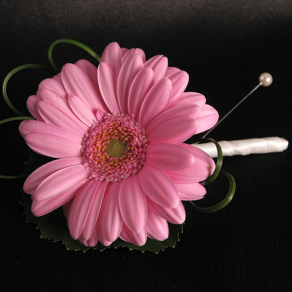 Розовый цветок герберы приколот к черной ткани