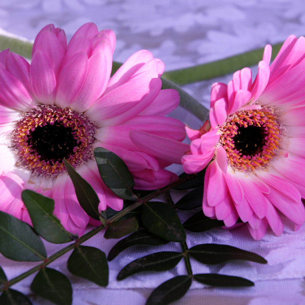 Розовые герберы с зелеными листьями 