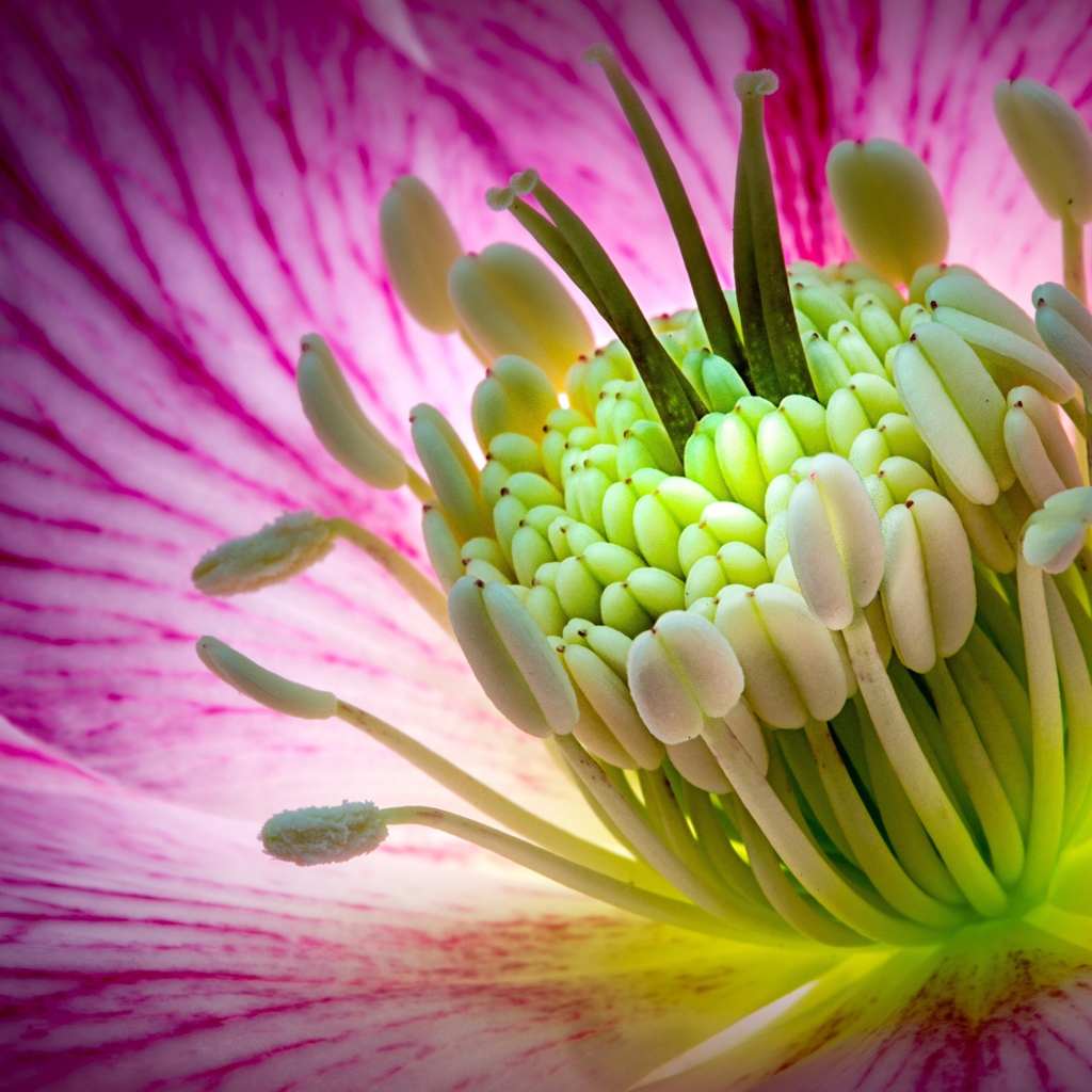 Розовый цветок морозник крупным планом