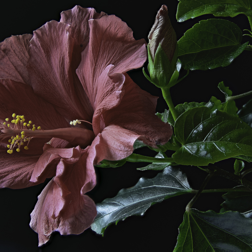 Розовый цветок гибискуса с бутоном и зелеными листьями на черном фоне