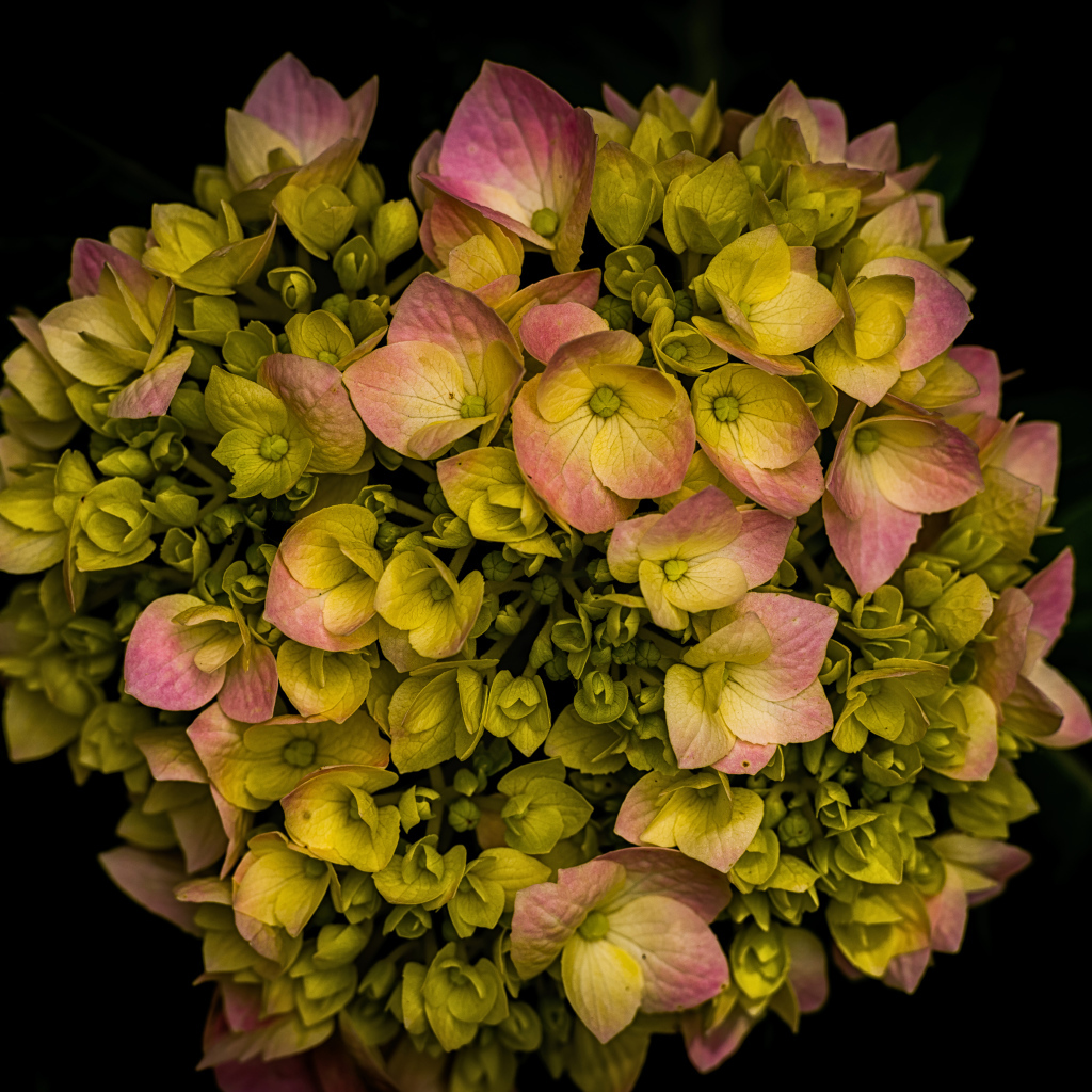 Розовый цветок гортензии распускается на черном фоне