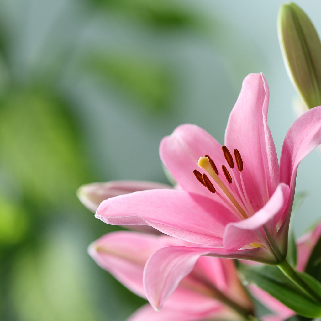 Розовая лилия с бутоном крупным планом