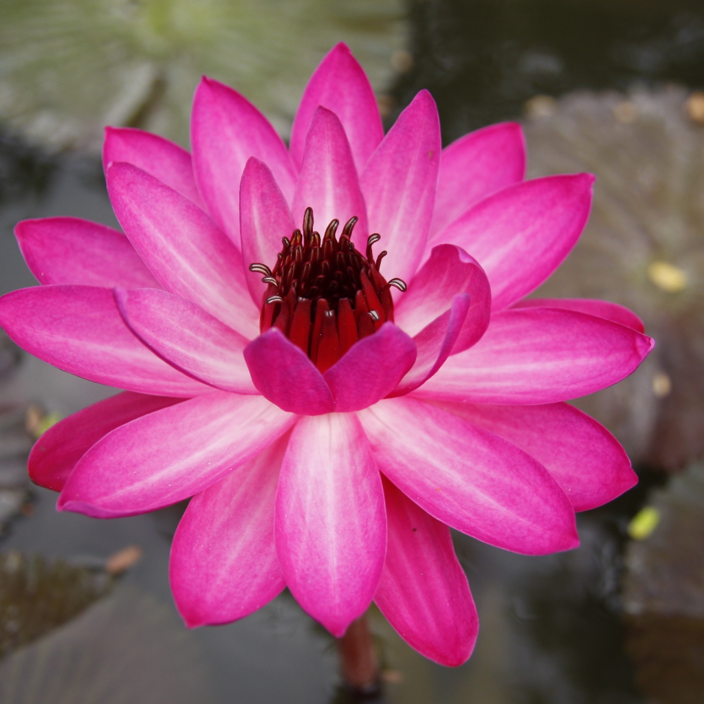 Розовый цветок лотоса с листьями в воде