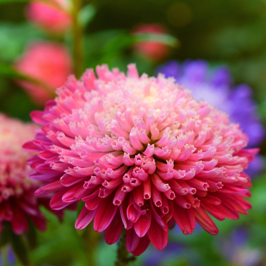 Розовый пышный цветок астры крупным планом