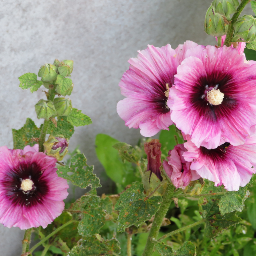 Розовые цветы мальва у стены