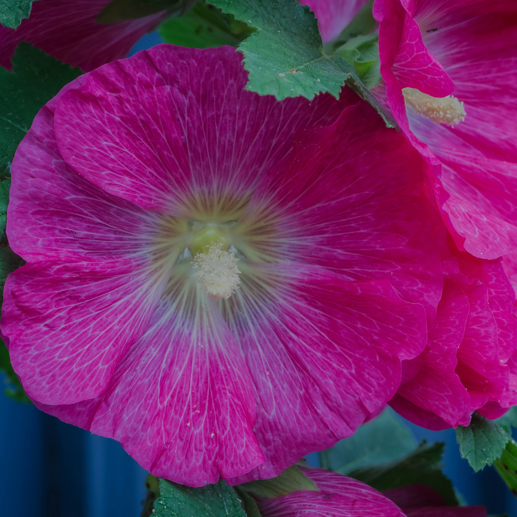 Розовые цветы мальвы с зелеными листьями крупным планом