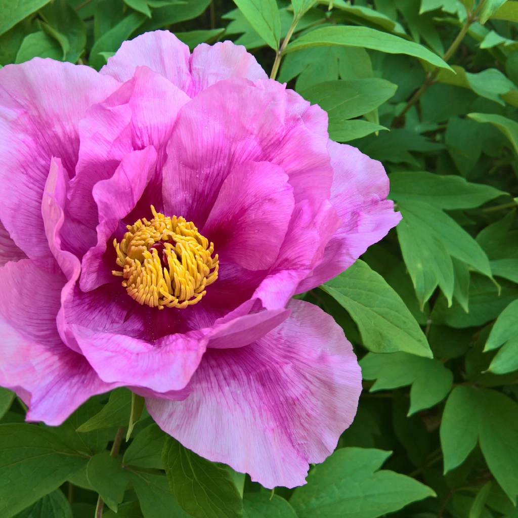 Розовый цветок пиона на клумбе крупным планом