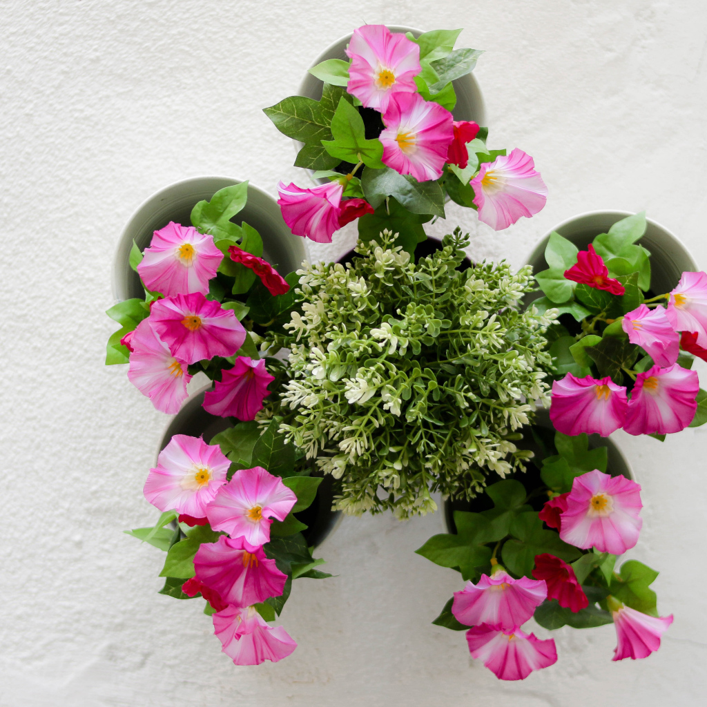 Розовые цветы петунии на сером фоне