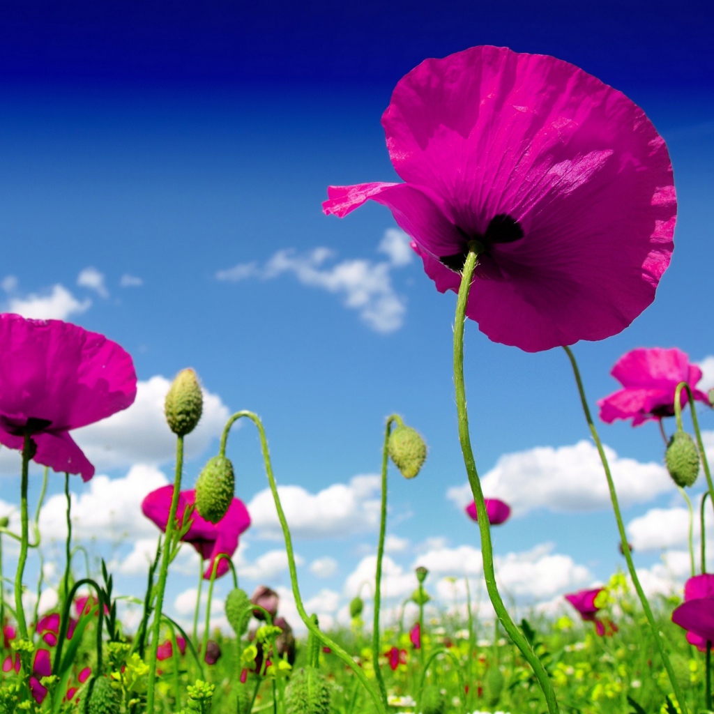 Розовые маки на фоне голубого неба 