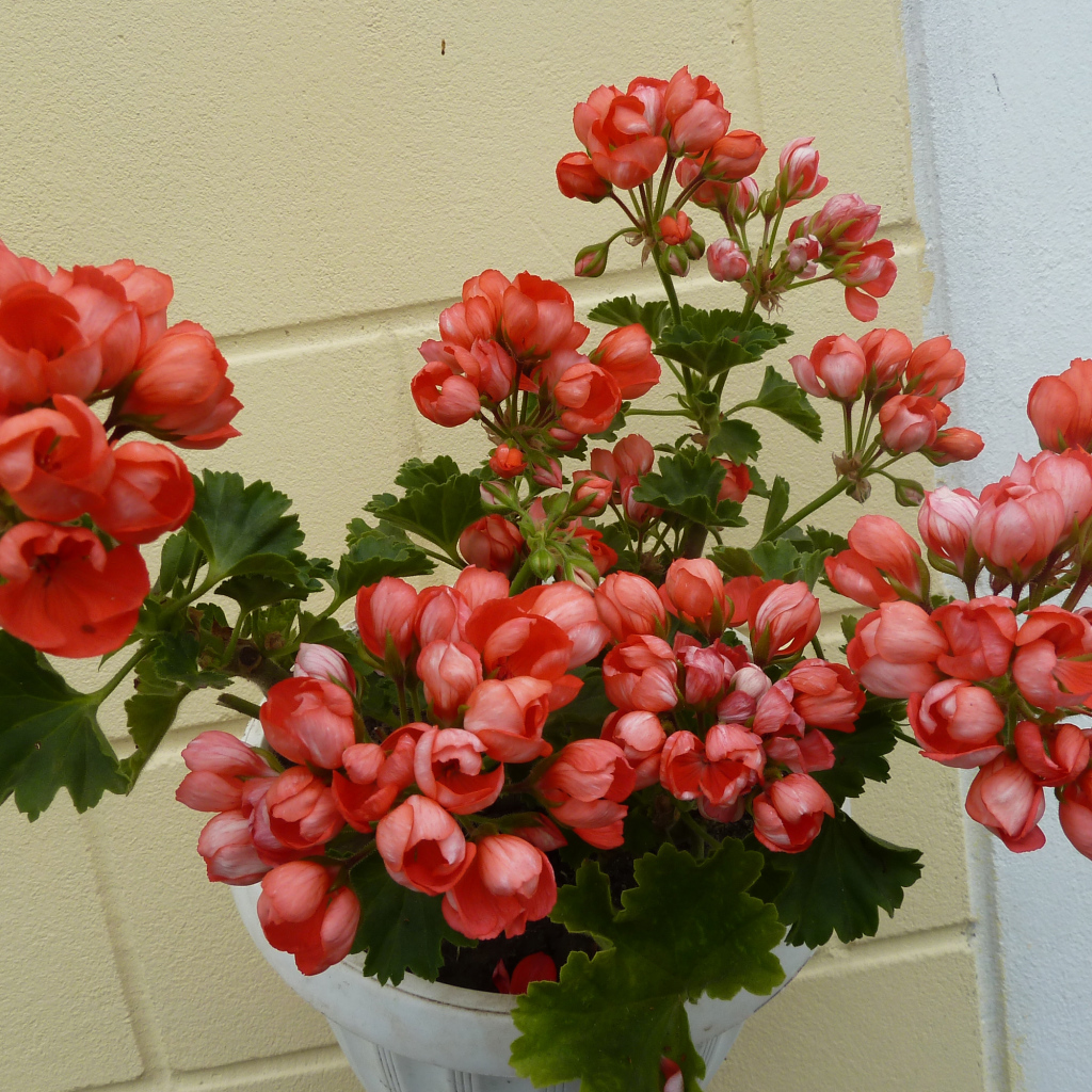 Розовые комнатные цветы герань в горшке