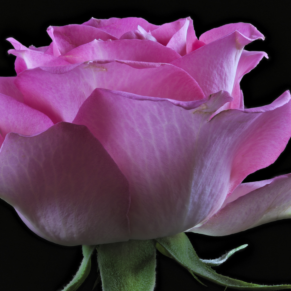 Розовая роза с нежными лепестками на черном фоне