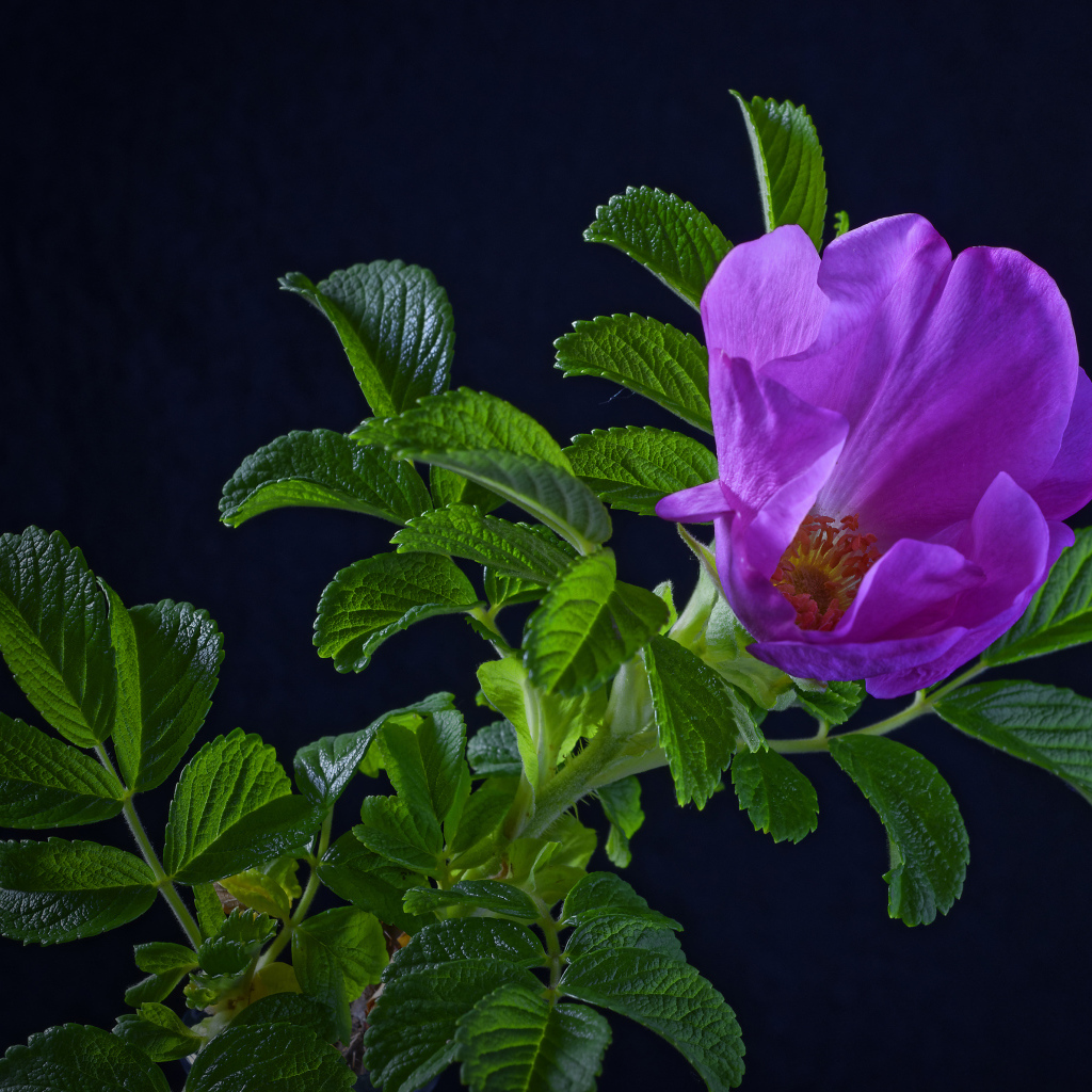 Розовая роза с зелеными листьями на синем фоне