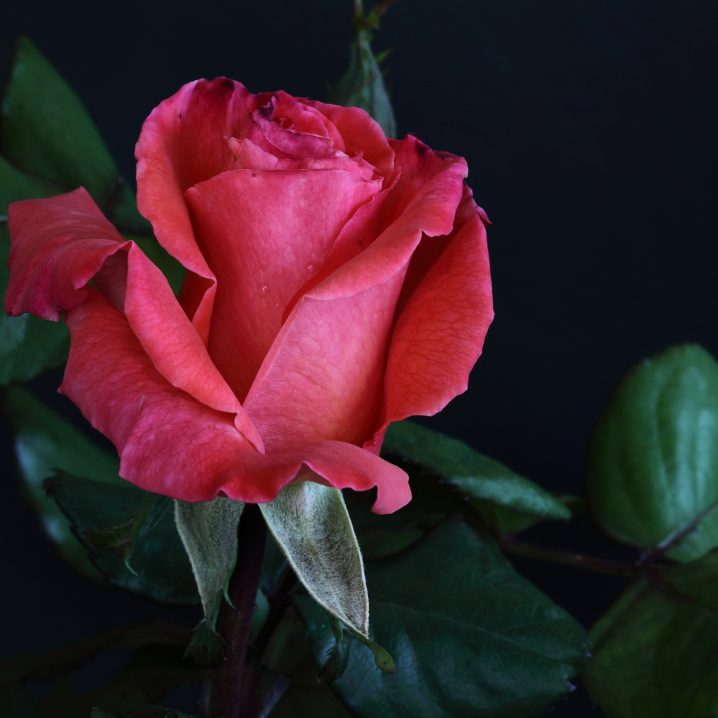 Розовая роза с крупными зелеными листьями на сером фоне