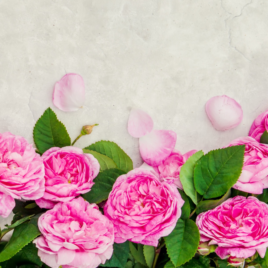 Розовые розы с лепестками на сером фоне