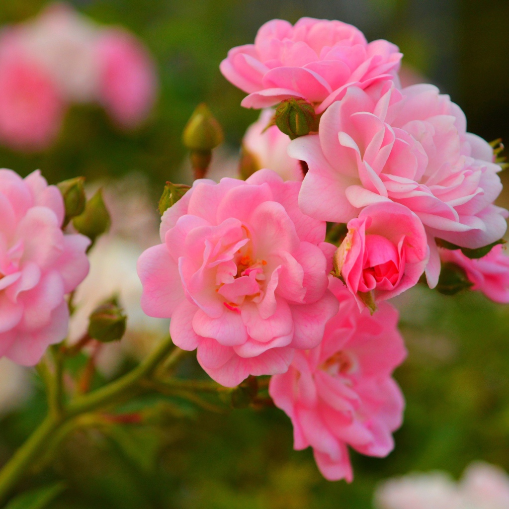 Розовые мелкие розы с бутонами на клумбе