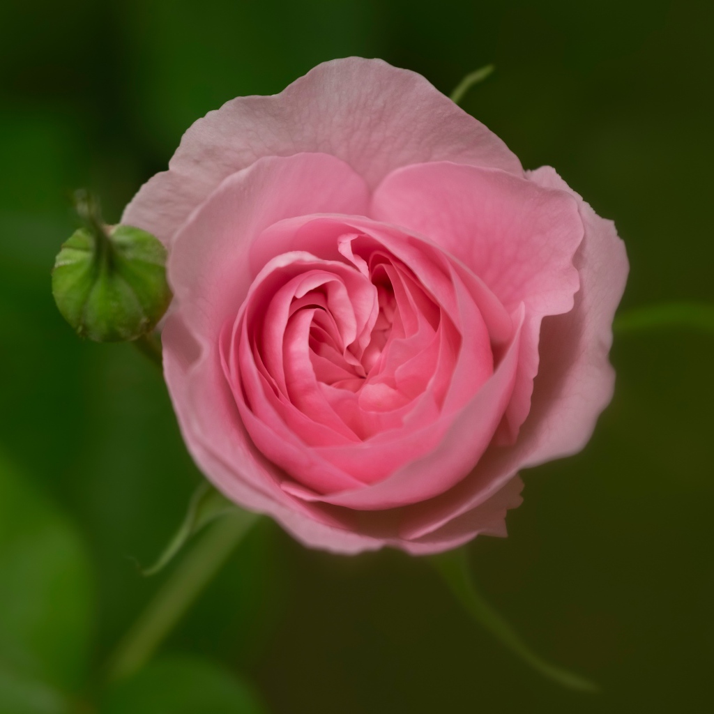 Розовая нежная роза с бутоном крупным планом