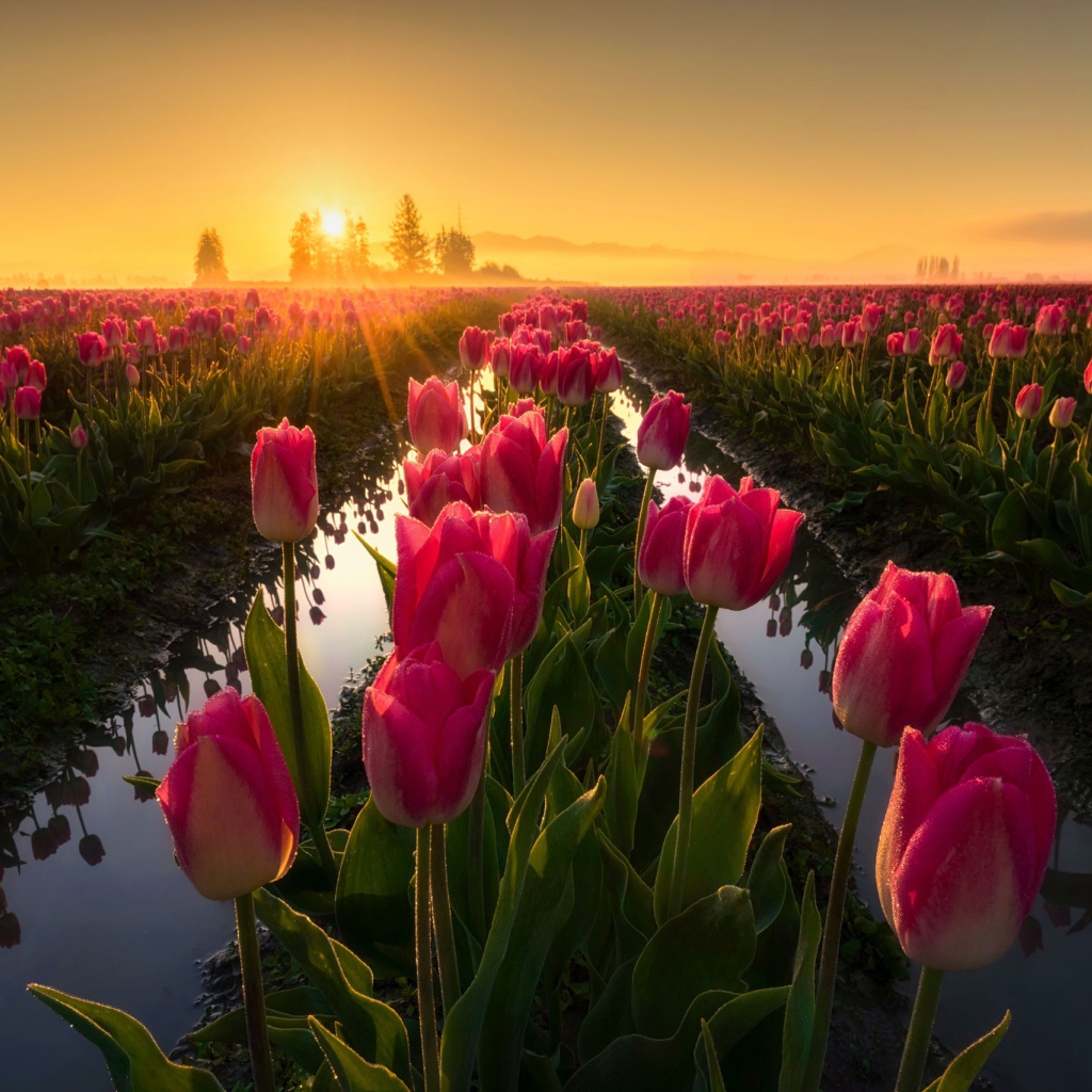 Розовые тюльпаны на рассвете после дождя 