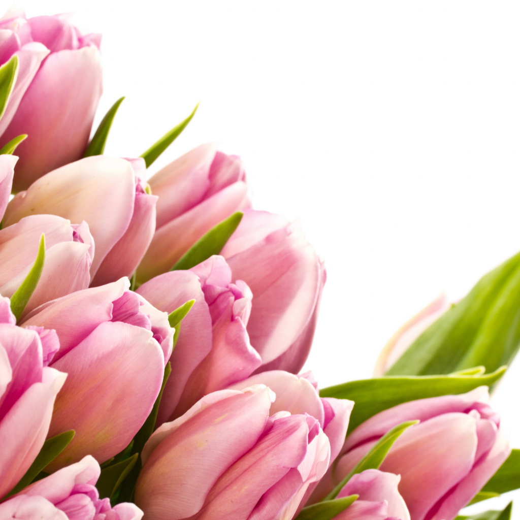 Розовые тюльпаны с зелеными листьями на белом фоне 