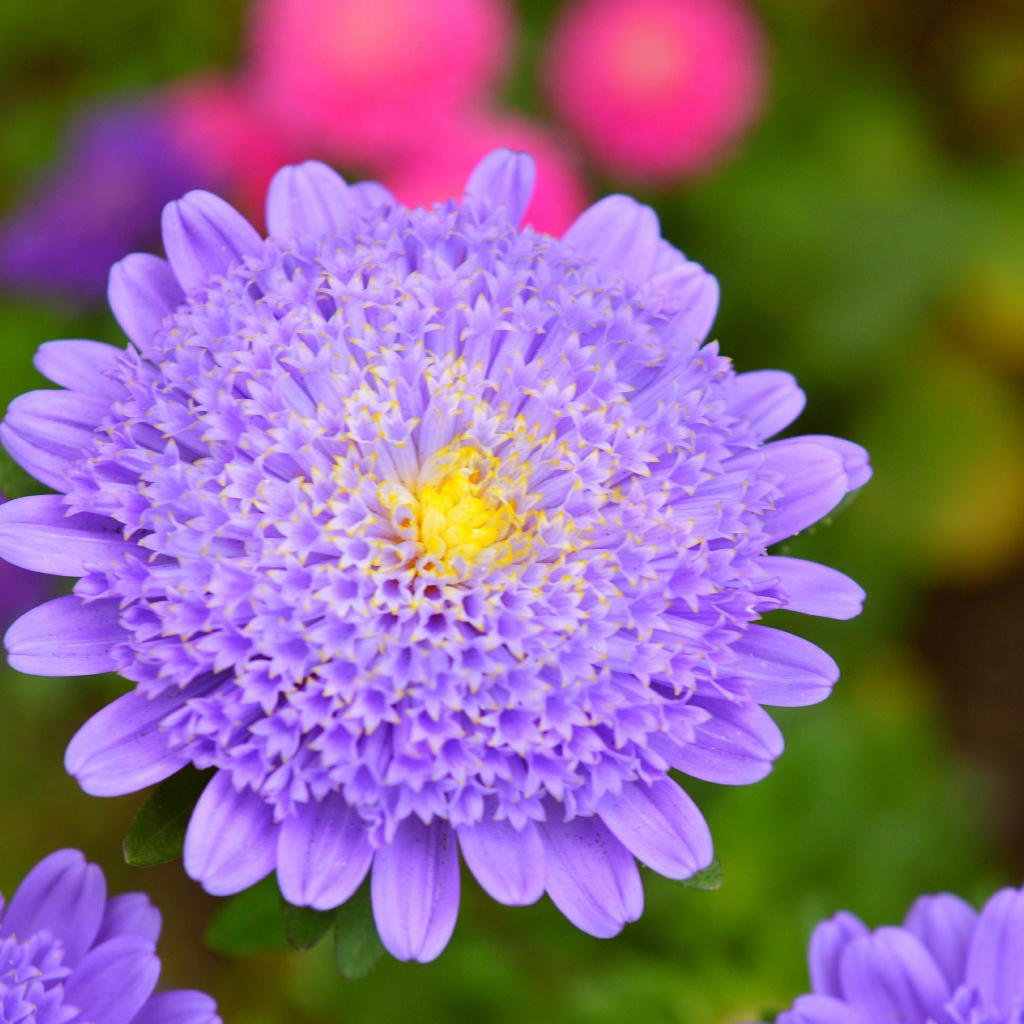 Фиолетовый цветок астры крупным планом