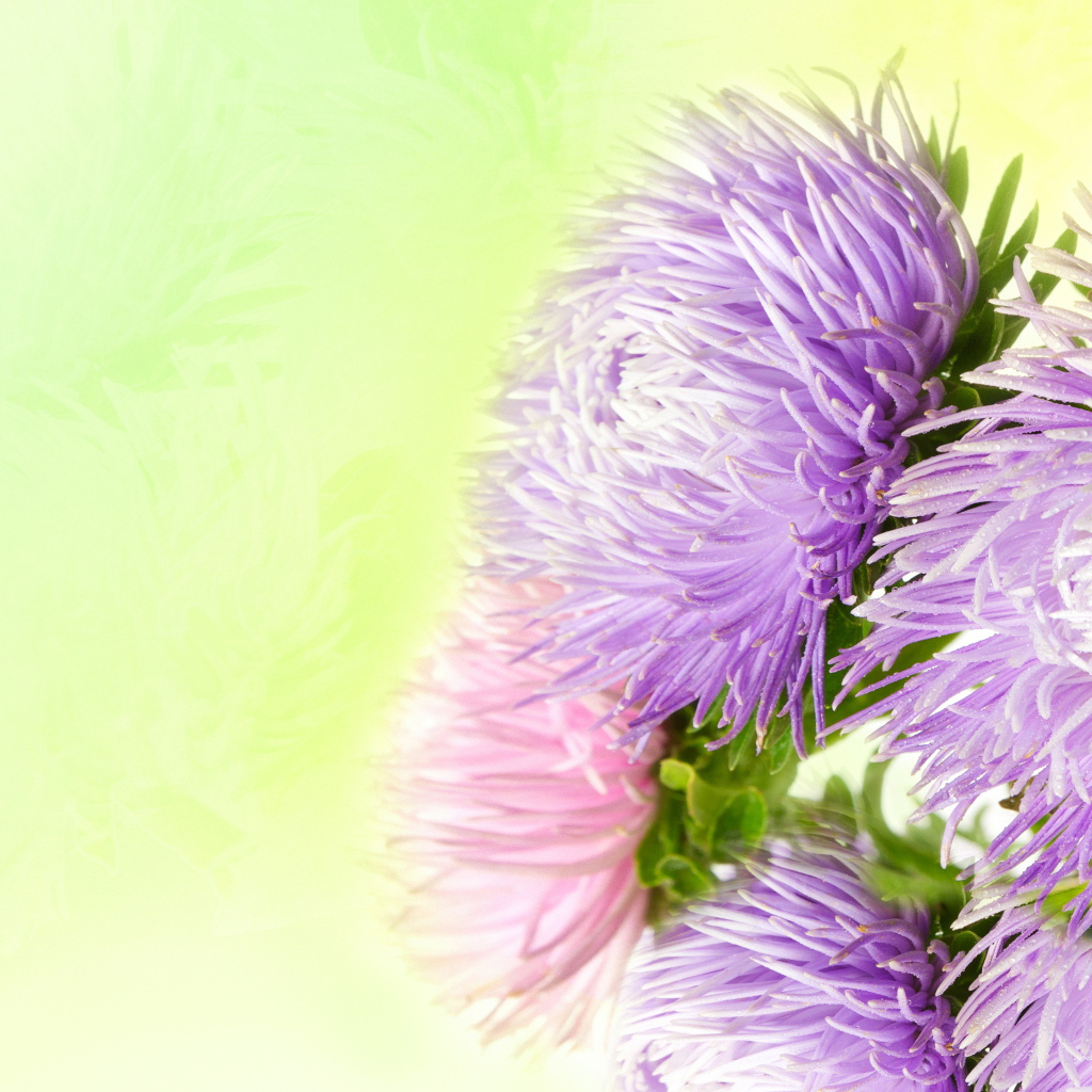 Фиолетовые астры на зеленом фоне