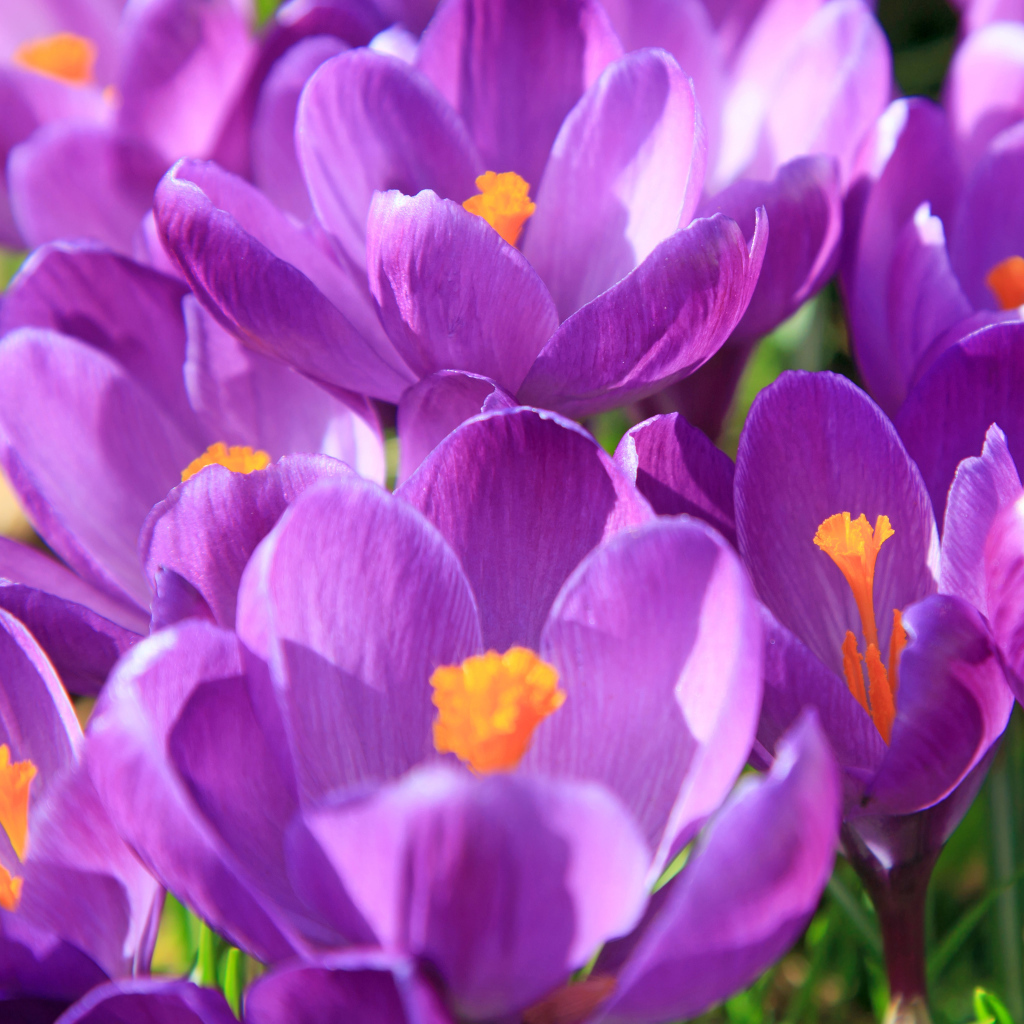 Фиолетовые крокусы в лучах солнца крупным планом