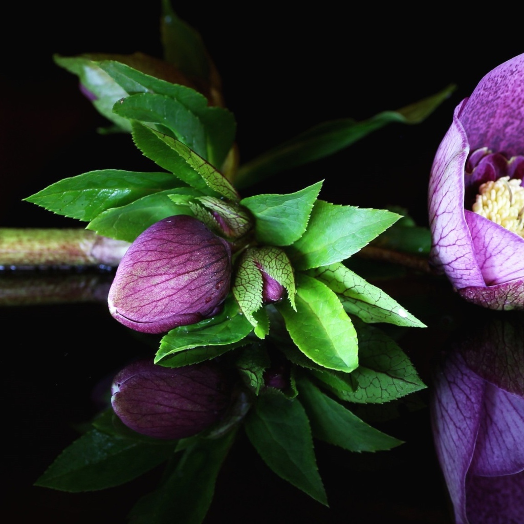 Фиолетовый цветок морозник на черном фоне