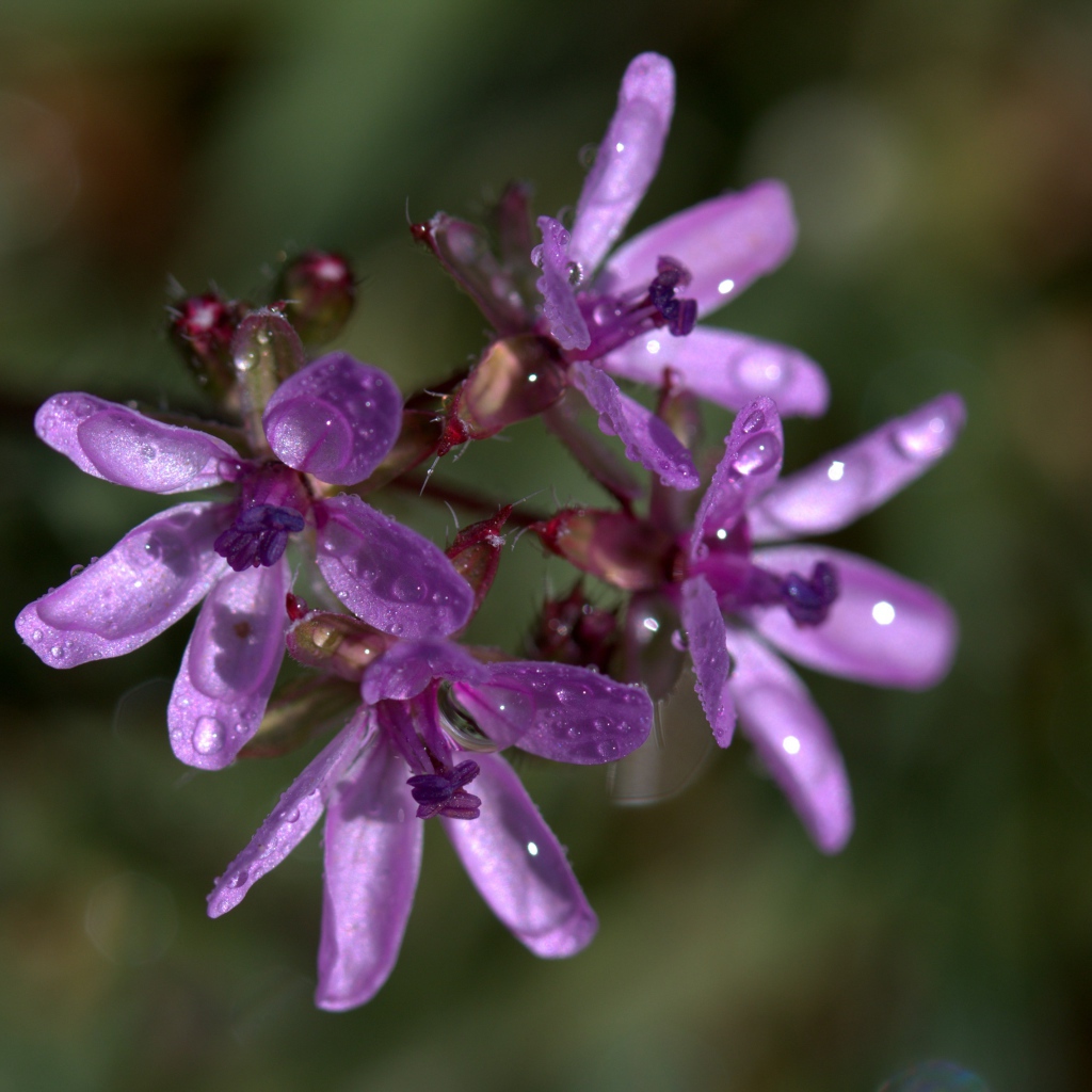 Фиолетовый цветок петрея в каплях росы