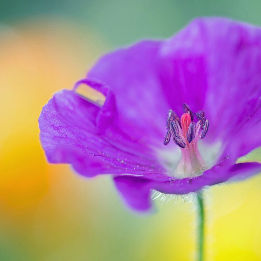 Фиолетовый цветок герани крупным планом