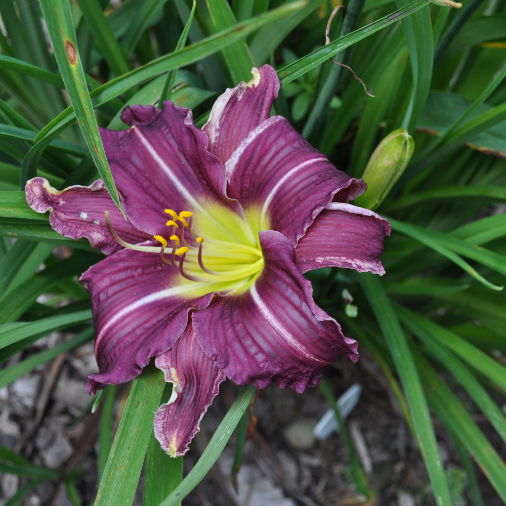 Фиолетовая лилия в зеленых листьях 