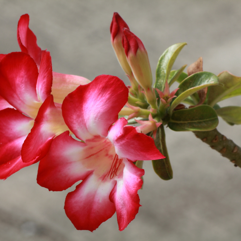 Красные с белым цветы кампсис с бутонами на ветке