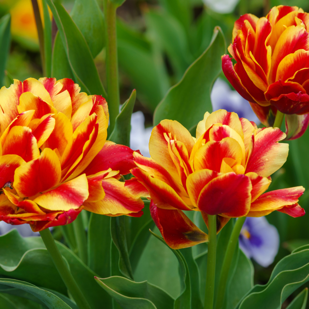 Красные с желтым цветы тюльпаны на клумбе