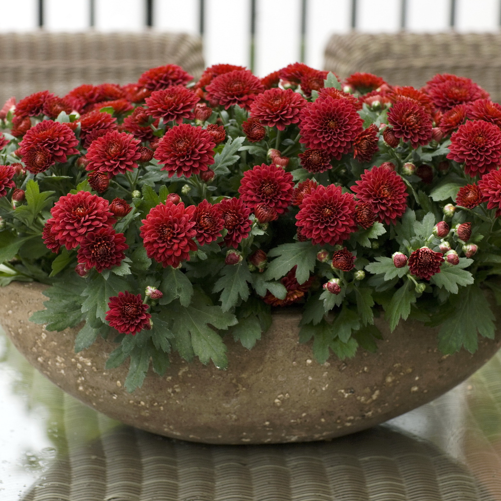 Красные красивые цветы хризантемы на клумбе