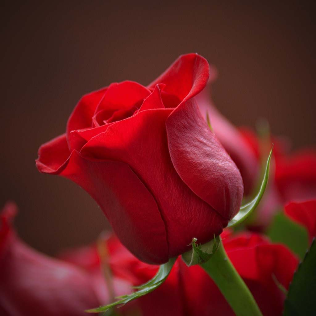 Красная английская роза крупным планом